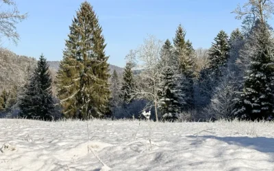 Rauhnächte – Anleitung für Realisten